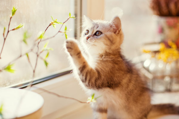 Cute,Little,Kitty,Playing,With,Green,Leaves